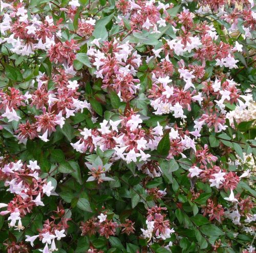 Abelia grandiflora ’Sherwood’ – Nagyvirágú tárnicslonc