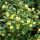 Berberis candidula ’Jytte’ – Törpe ezüstös borbolya