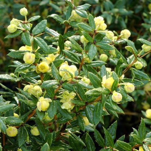 Berberis candidula ’Jytte’ – Törpe ezüstöt borbolya