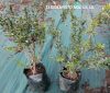 Berberis candidula ’Jytte’ – Törpe ezüstös borbolya