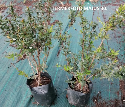Berberis candidula ’Jytte’ – Törpe ezüstös borbolya
