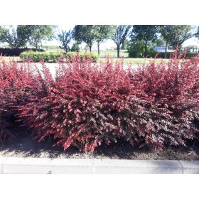 Berberis th. ’Atropurpurea’- Japán vérborbolya