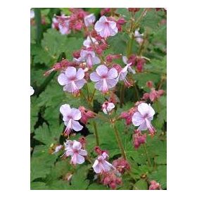   Geranium macrorrhizum ’Ingwersen’s Variety’ – Illatos gólyaorr