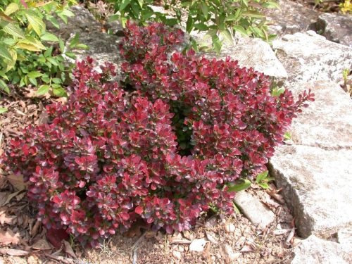 Berberis th. ’Atropurpurea Nana’ – Törpe vérborbolya