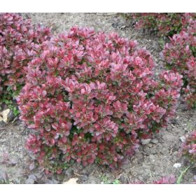   Berberis th. ’Bagatelle’ – Törpe gömb japán borbolya