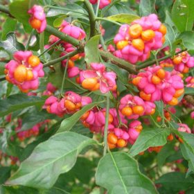 Euonymus europaeus – Csíkos kecskerágó
