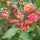 Euonymus europaeus – Csíkos kecskerágó