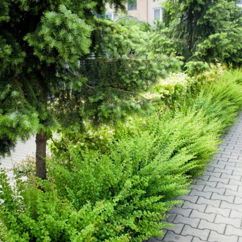 Berberis th. ’Green Carpet’ – Zöld terülő japán borbolya