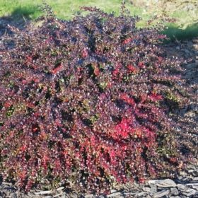   Berberis x media ’Red Jewel’ – Bordó levelű ékszerborbolya