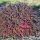 Berberis x media ’Red Jewel’ – Bordó levelű ékszerborbolya