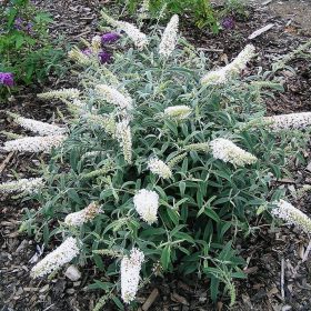   Buddleja dav. 'White Ball' – Fehér virágú törpe nyáriorgona