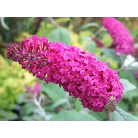   Buddleja ’Miss Ruby’ – Piros virágú törpe nyáriorgona