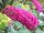 Buddleja ’Miss Ruby’ – Piros virágú törpe nyáriorgona