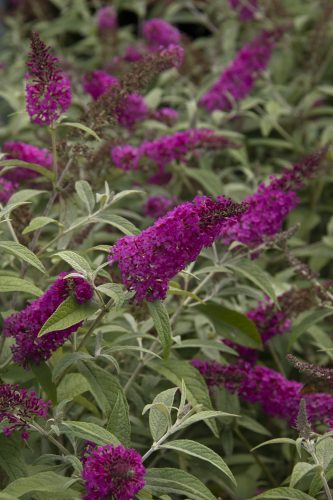 Buddleja ’Miss Ruby’ – Piros virágú törpe nyáriorgona