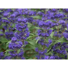   Caryopteris x cland. ’Grand Bleu’ – Sötétkék virágú kékszakáll