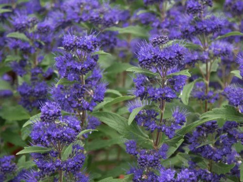 Caryopteris x cland. ’Grand Bleu’ – Sötétkék virágú kékszakáll