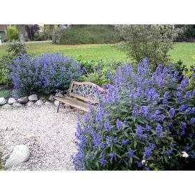   Caryopteris x cland. ’Heavenly Blue’ – Angol kékszakáll