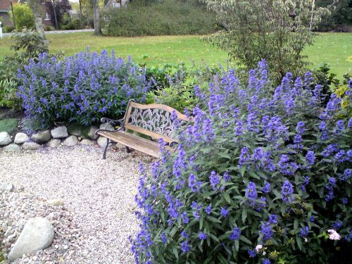 Caryopteris x cland. ’Heavenly Blue’ – Angol kékszakáll