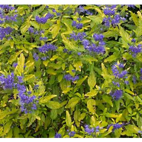   Caryopteris x cland. ’Sunny Blue’ – Sárgás levelű kékszakáll