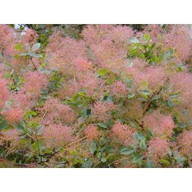 Cotinus coggygria – Cserszömörce
