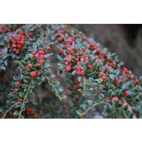 Cotoneaster horizontalis – Kerti madárbirs