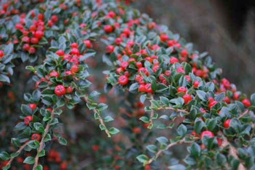 Cotoneaster horizontalis – Kerti madárbirs