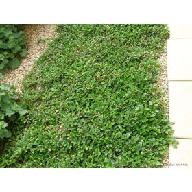 Cotoneaster ’Miranda’ – Talajtakaró madárbirs