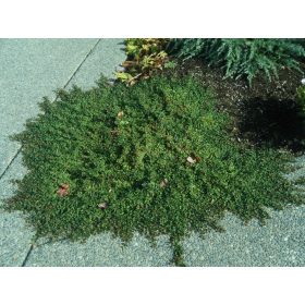   Cotoneaster ’Streib’s Findling’ – Törpe kúszó madárbirs