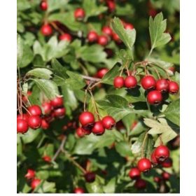 Crataegus monogyna – Egybibés galagonya