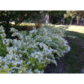 Deutzia gracilis – Karcsú gyöngyvirágcserje