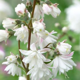 Deutzia ’Pride of Rochester’ – Gyöngyvirágcserje