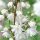 Deutzia ’Pride of Rochester’ – Gyöngyvirágcserje