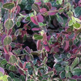   Euonymus fort. ’Emerald Gaiety’ – Fehér tarka kecskerágó