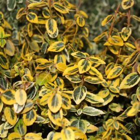   Euonymus fort. ’Emerald’n Gold’ – Sárga tarka kecskerágó
