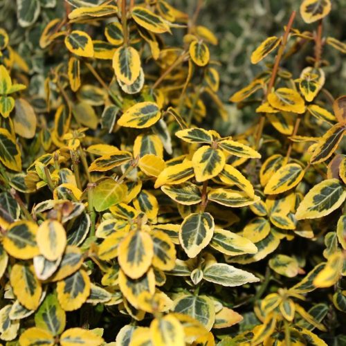 Euonymus fort. ’Emerald’n Gold’ – Sárga tarka kecskerágó