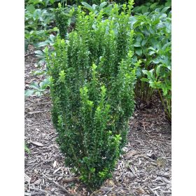   Euonymus jap. ’Green Rocket’ – Oszlopos japán kecskerágó