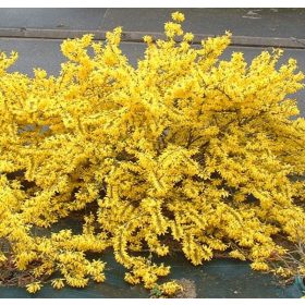Forsythia x int. ’Maree d’Or’ – Törpe aranycserje