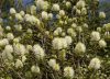Fothergilla major – Bóbitacserje