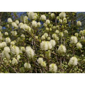 Fothergilla major – Bóbitacserje