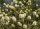Fothergilla major – Bóbitacserje