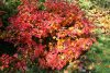 Fothergilla major – Bóbitacserje