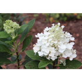 Hydrangea pan. ’Baby Lace’ – Fehér bugás hortenzia