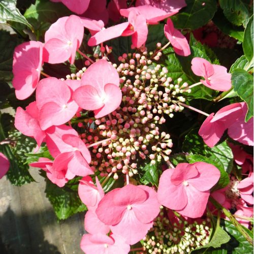Hydrangea macr. ’Rotkehlchen’ – Ciklámen virágú kerti hortenzia