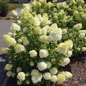 Hydrangea pan. ’Bobo’ – Fehér bugás hortenzia