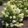 Hydrangea pan. ’Bobo’ – Fehér bugás hortenzia