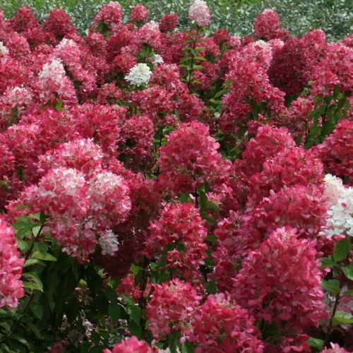 Hydrangea pan. ’Diamant Rouge’ – Bugás hortenzia