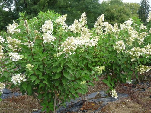 Hydrangea pan. ’Unique’ – Fehér virágú bugás hortenzia