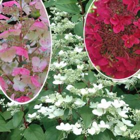 Hydrangea pan. ’Wim