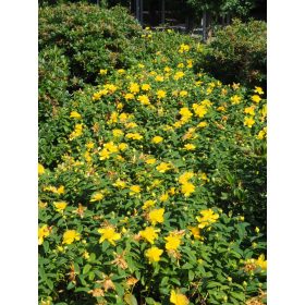 Hypericum calycinum – Örökzöld orbáncfű