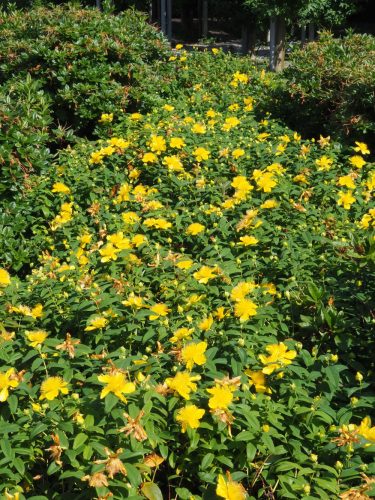 Hypericum calycinum – Örökzöld orbáncfű